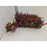 Calluna vulg Kanarbik beauty-ladies milca mix in p 13cm