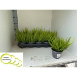 Calluna vulg Kanarbik skyline mix 11cm