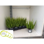 Calluna vulg Kanarbik skyline mix 11cm