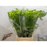 Freesia White Serenade