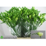 Freesia White Serenade