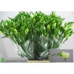 Freesia White Serenade