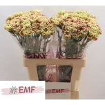 Dianthus Nelk ST Wine Cover*20