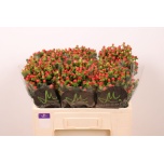 Hypericum Naistepuna Tomato Flair 50cm