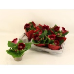 Sinningia avanti scarlet 12cm