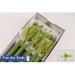 Hippeastrum Ratsuritäht MINI Green Valley