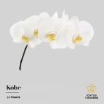 Phalaenopsis Kuuking Kobe (per stem)