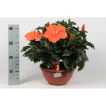 Hibiscus rosa-sinensis sunny lucca 27cm