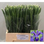 Iris Iiris Valentine	