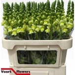 Antirrhinum Lõvilõug Legend Yellow 75cm