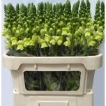 Antirrhinum Lõvilõug Legend Yellow 75cm