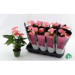 Anthurium Flamingolill andr Sweet Dream 12cm