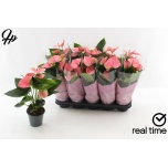 Anthurium Flamingolill andr Sweet Dream 12cm