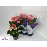 Anthurium Flamingolill Sweet Dream 12cm