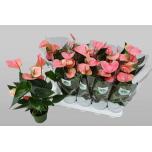 Anthurium andr Sweet Dream 12cm