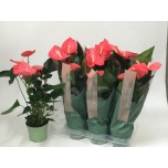 Anthurium andreanum Maine 14cm