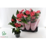 Anthurium Flamingolill andr Maine 17cm