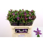 Clematis Elulõng amazing geneva 70cm