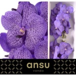 Vanda Su Lave Sprink*16