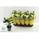 Anthurium Flamingolill andr vanilla 12cm