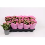 Kalanchoe Kalanhoe african june 12cm