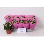 Kalanchoe Kalanhoe african june 12cm