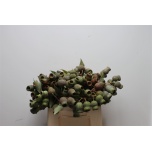 Eucalyptus Trompet 40cm (tk)	