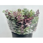Eucalyptus stuartiana 50cm