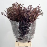 Eucalyptus parvifolia paint 65cm