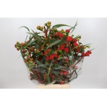 Eucalyptus ov 65cm