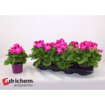 Pelargonium Pelargoon gran nicolette 12cm
