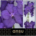 Vanda Tayan D Blue*16