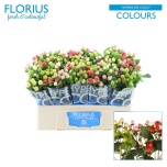 Hypericum Naistepuna Coco Colours Gem 50cm