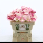 Zantedeschia Kalla Capt Alma 50cm