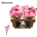 Zantedeschia Kalla Zazu 50cm