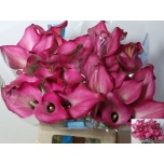 Zantedeschia Kalla Zazu 65cm