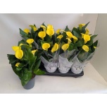 Zantedeschia Kalla Captain Solo 14cm