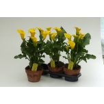 Zantedeschia Kalla Captain Solo 17cm