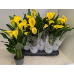 Zantedeschia Kalla Captain Solo 10,5cm