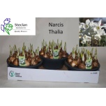 Narcissus Nartsiss triandrus thalia 23cm