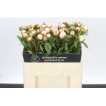 Paeonia Pojeng Chiffon Parfait 50cm
