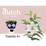 Lilium Liilia OR Tisento 95cm