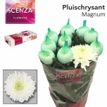 Chrysanthemum Krüsanteem BL Magnum 105gr*10