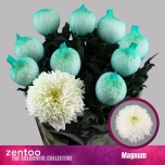 Chrysanthemum Krüsanteem BL Magnum 110gr*10