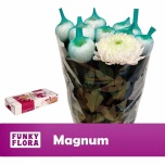 Chrysanthemum Krüsanteem BL Magnum 120gr*10