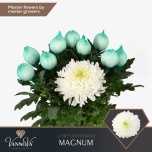 Chrysanthemum Krüsanteem BL Magnum 130gr*10