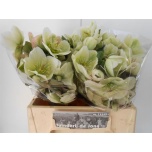 Helleborus Lumeroos Mollys White 40cm