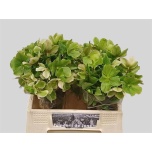 Helleborus Lumeroos Mollys White 40cm