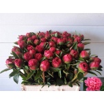 Paeonia Pojeng Lorelei 50cm