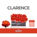 Roos 55cm la clarence